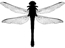 dragonfly icon